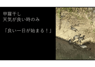 甲羅干しのカメ ひっくり返った亀 そして亀二郎と亀ののアイキャッチ画像