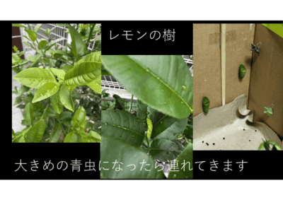 アゲハ蝶の奇跡のアイキャッチ画像